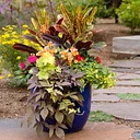 Fall Container Planting Demo with Dee Drake, CPH
