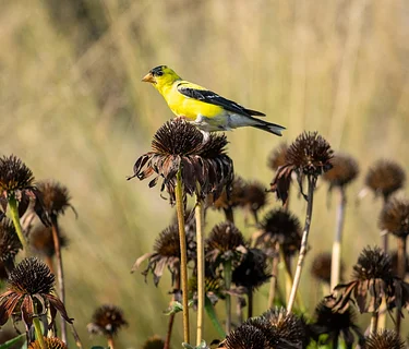 Spring Birds in the Garden: Birdwatching Walk with Beckham Bird Club