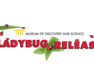 Ladybug Release