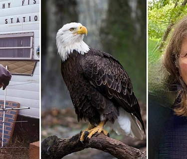 Return to the Sky: The Reintroduction of the Bald Eagle