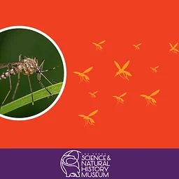 Neato Mosquito