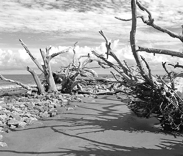 3rd Thursday - Opening Reception for Black, White, and Everything in Between