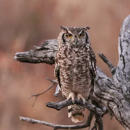 Owl Hike