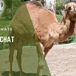 Camel Chat