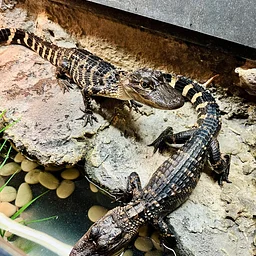 Tales and Scales: Alligator Encounter