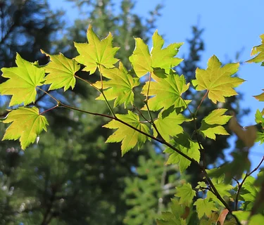 Plant Selection for the Modern Landscape