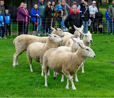 Springfest: A Celebration of Gardens and Baby Animals