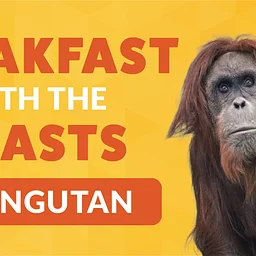 Breakfast with the Beasts: Orangutan