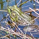 Secrets of the Pond