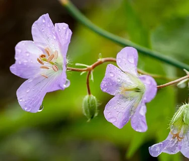 Homegrown National Park: Native Plant Power YOU can Grow!