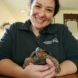 Meet Our Riveting Reptiles! with Colleen Harrak
