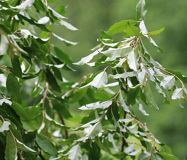 Learning for Land Keepers; Tackling Four-Seasons of Invasive Plants Series- Fall Session: Woody Invasives