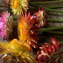Flower Preservation Workshop