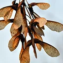 Gardening with Kids: Weird and Wonderful Seeds