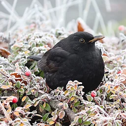 Outdoor Adventures – Winter Birding