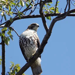 Fall Migration Bird Walk 2