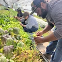 Weekly Volunteer Hours at KGD Farm - June 30