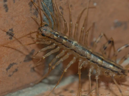 Bug Buddies: Household Bugs