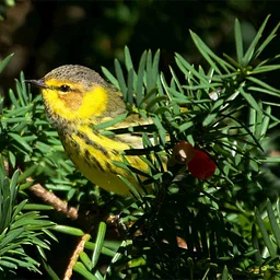 Birding In Peace