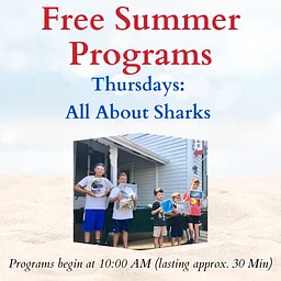 All About Sharks
