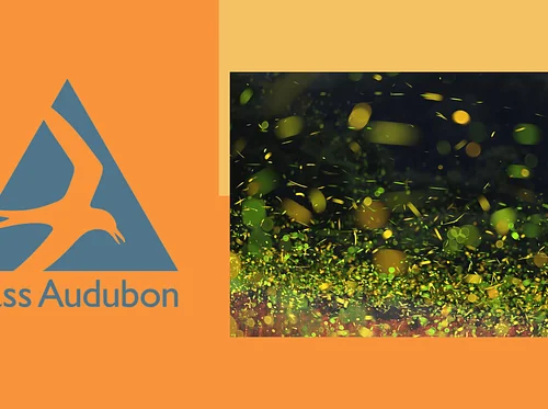 Evening Firefly Watch with Mass Audubon