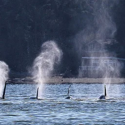 Whidbey Camano Land Trust