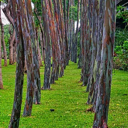 Little Wonders: Nature as Art – SOLD OUT
