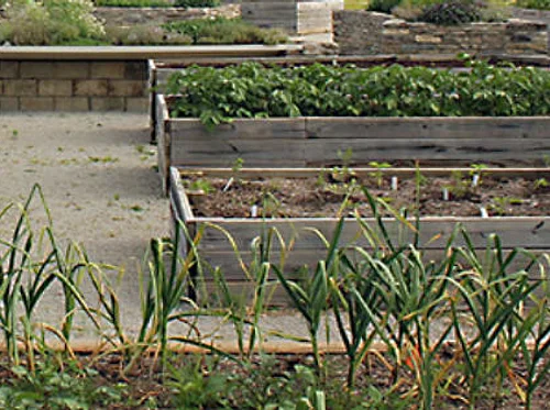 Ecological Vegetable Production