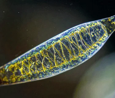 Homeschool Program: Microscopic Life