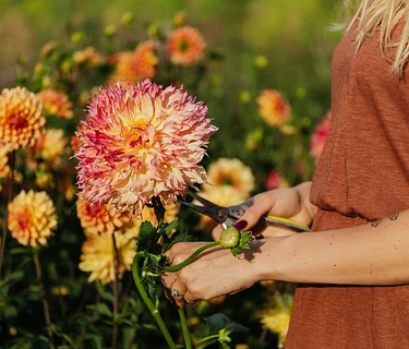 Blooming Success: How to Tend and Harvest a Cutting Garden