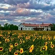Wind Vineyards at Laurel Grove