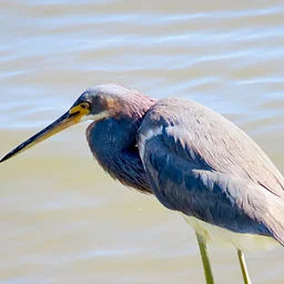 Birding Tours