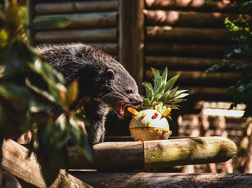 Breakfast with the Animals