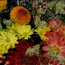 2026 Annual Chrysanthemum Show