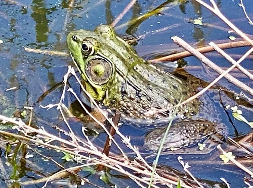 Secrets of the Pond