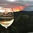 Burntshirt Vineyards