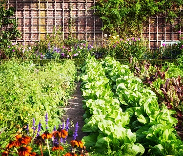 Gardening with an Ecological Mindset
