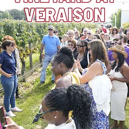 Vineyard at Veraison