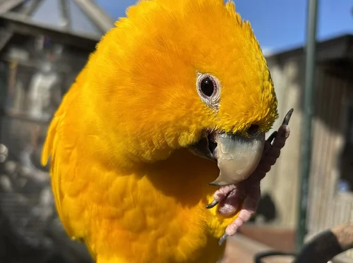 Summer "Painting with Parrots" Event (morning session)