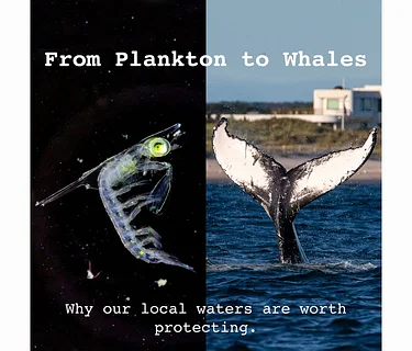 "From Plankton to Whales: Why our local waters are worth protecting" with the Fish Guy, Chris Paparo