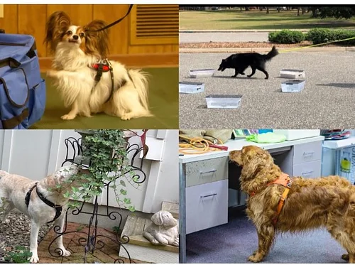 AKC Scentworks – Oct. 18th