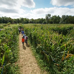 Amazing Maize Maze