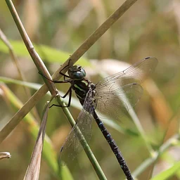 RESCHEDULED: Dragonfly Walk with Quinn Sommer