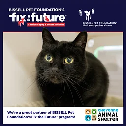 December BISSELL Spay Day - Cats Only
