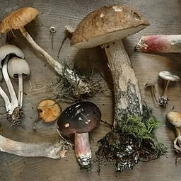 All About Mushrooms Workshop with The Sustainable Living Center