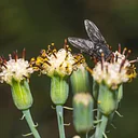 Bug Buddies: Flies & other Decomposers