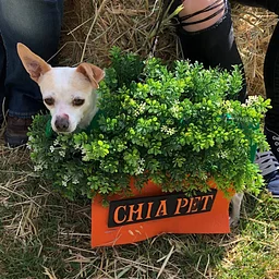 Niles Dog Show