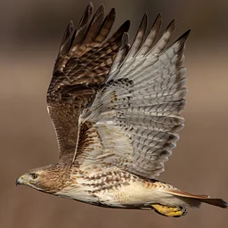 October Birding at Thorn Preserve
