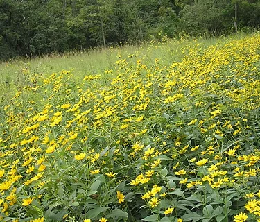 Prairie Fireworks
