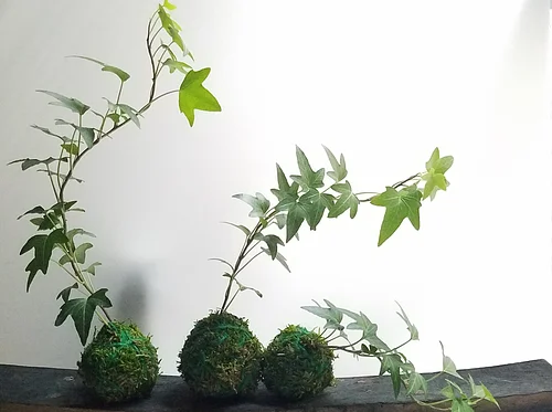 Kokedama: Learn to make your own Japanese Floating Garden
